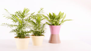 Plantas que purifican el aire de nuestra casa.1920